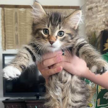 Vamar C11050 -  Domestic Long Hair Cat for Adoption - Vamar C11050 | PetCurious