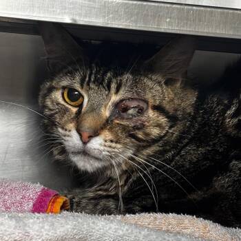 William -  Domestic Short Hair Cat for Adoption in Bristol, Indiana - William | PetCurious