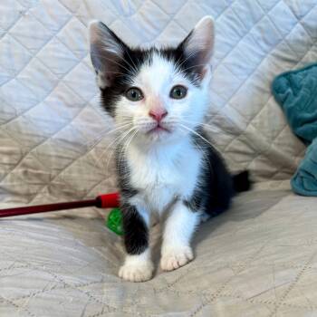 Rescue Domestic Short Hair Cats for Adoption in Stoughton, Wisconsin - Beanie Baby | PetCurious