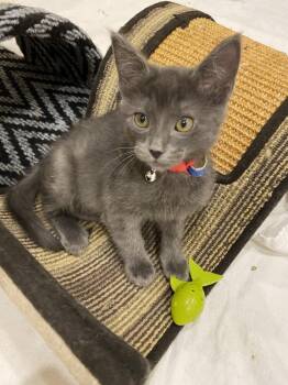 Domestic Short Hair Cats Available for Adoption in Aurora, Colorado - Binchotan | PetCurious