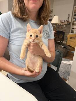 Curveball (Available for pre-adoption) -  Domestic Short Hair Cat for Adoption in Camden, South Carolina - Curveball (Available For Pre-adoption) | PetCurious