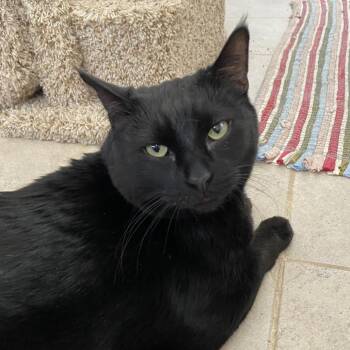 Domestic Short Hair Cats Available for Adoption - Jinx | PetCurious