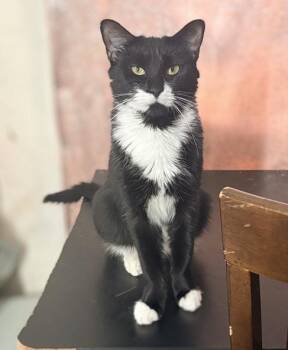 Quinoa (reduced adoption fee) -  Domestic Short Hair Cat Available for Adoption in Melrose, Massachusetts - Quinoa (reduced Adoption Fee) | PetCurious