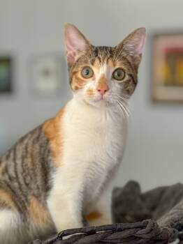 Rescue Domestic Short Hair Cats for Adoption in Helotes, Texas - Ginger | PetCurious