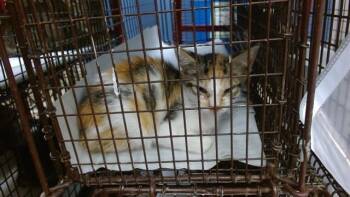 MIA -  Domestic Short Hair Cat for Adoption in Doral, Florida - MIA | PetCurious