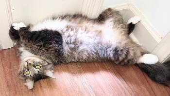 Rescue Domestic Long Hair Cats for Adoption in Ridgeland, Mississippi - DORA | PetCurious