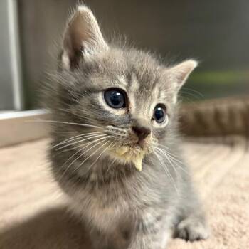 Shaved Ice -  Domestic Short Hair Cat Available for Adoption in Columbus, Georgia - Shaved Ice | PetCurious