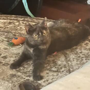 Rescue Domestic Short Hair Cats for Adoption in Etna, Pennsylvania - Janet | PetCurious