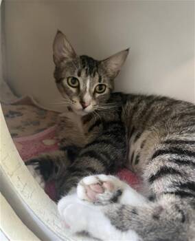 Domestic Short Hair Cats Available for Adoption in Long Beach, California - BAILEY | PetCurious