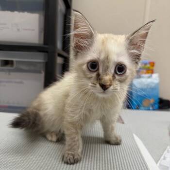 Mop -  Domestic Medium Hair Cat for Adoption in Morganton, North Carolina - Mop | PetCurious