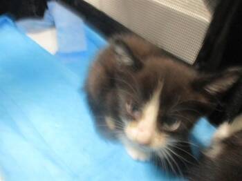 A385139 -  Domestic Short Hair Cat for Adoption in Ocala, Florida - A385139 | PetCurious