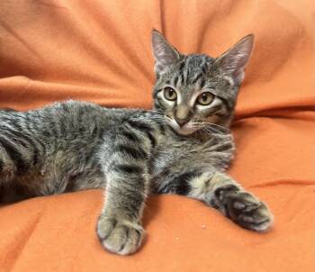 Rescue Domestic Short Hair and Tabby Cats for Adoption in Columbus, Minnesota - Legend | PetCurious