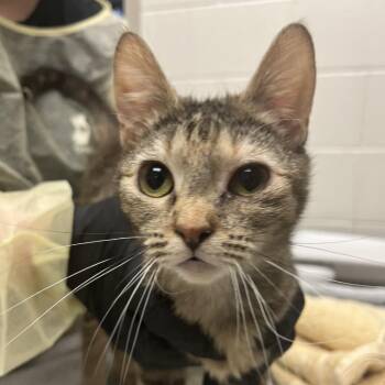 Single Lady -  Domestic Short Hair Cat for Adoption in Murray, Utah - Single Lady | PetCurious