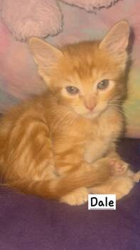 Tabby Cats Available for Adoption in Calimesa, California - Dale | PetCurious