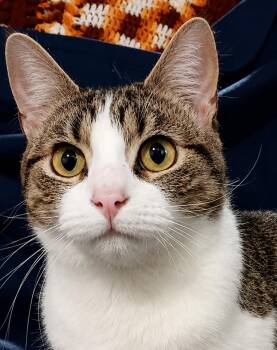 Domestic Short Hair and Tabby Cats Available for Adoption in Cuyahoga Falls, Ohio - Kitten Stripes | PetCurious