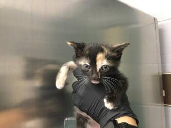 Domestic Short Hair Cats Available for Adoption in Thousand Palms, California - A1916891 | PetCurious