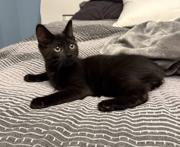 Domestic Short Hair Cats Available for Adoption in Shakespeare, Ontario - AIDEN | PetCurious