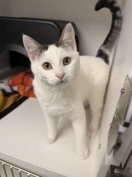 Domestic Short Hair Cats Available for Adoption - LOGAN | PetCurious