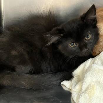 Sarafina -  Domestic Long Hair Cat for Adoption in Ojai, California - Sarafina | PetCurious