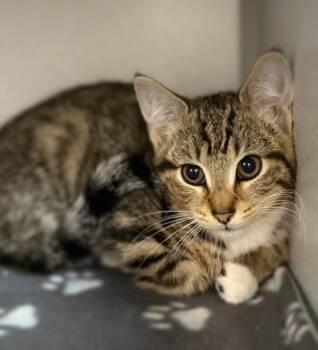 Rescue Domestic Short Hair Cats for Adoption in Sheboygan, Wisconsin - Parmesan | PetCurious