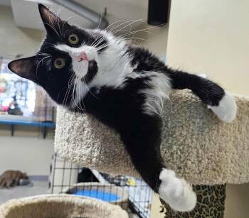 Rescue Domestic Long Hair and Maine Coon Cats for Adoption in Ocean City, New Jersey - Mick Jagger | PetCurious