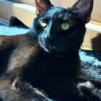 Domestic Short Hair Cats Available for Adoption in Fishers, Indiana - Burt Macklin | PetCurious