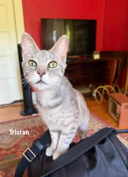 43-Tristan in foster -  Domestic Short Hair Cat for Adoption in Windsor, Connecticut - 43-Tristan In Foster | PetCurious