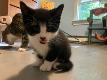 Beardsley -  Domestic Short Hair Cat for Adoption in Springfield, Massachusetts - Beardsley | PetCurious