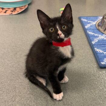 Horseshoe Bat -  Domestic Short Hair Cat Available for Adoption in West Palm Beach, Florida - Horseshoe Bat | PetCurious