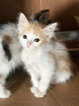 Vale -  Tabby Cat for Adoption in San Antonio, Texas - Vale | PetCurious