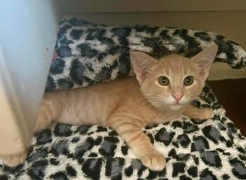Gouda 2 -  Domestic Short Hair Cat for Adoption in Tucson, Arizona - Gouda 2 | PetCurious