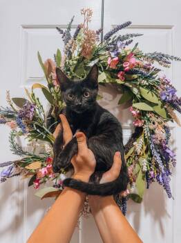 Velvet -  Domestic Short Hair Cat for Adoption in Goodyear, Arizona - Velvet | PetCurious