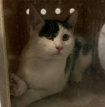Domestic Short Hair Cats Available for Adoption in Fruit Heights, Utah - Peewee | PetCurious