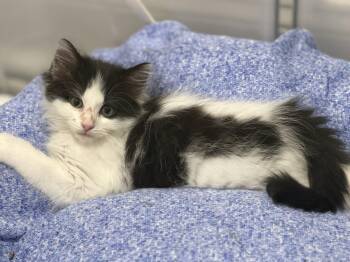 Jessica -  Domestic Long Hair Cat for Adoption in Reston, Virginia - Jessica | PetCurious