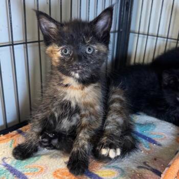 Sassy -  Domestic Short Hair Cat for Adoption in Saginaw, Michigan - Sassy | PetCurious