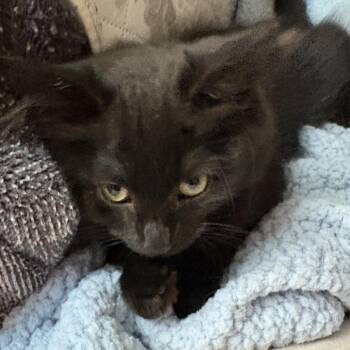 Darla -  Domestic Medium Hair Cat for Adoption in Peachtree City, Georgia - Darla | PetCurious