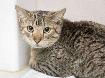Domestic Short Hair Cats Available for Adoption in Phoenix, Arizona - MOOSE | PetCurious