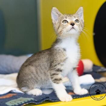 Cheese Whiz -  Domestic Short Hair Cat for Adoption in Abilene, Texas - Cheese Whiz | PetCurious