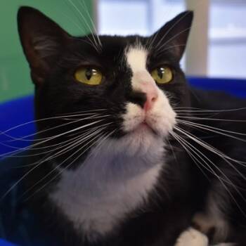 Rescue Domestic Short Hair Cats for Adoption in Largo, Florida - Oreo | PetCurious