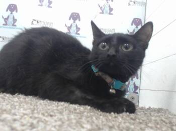 JUSTICE -  Domestic Short Hair Cat for Adoption in Orlando, Florida - JUSTICE | PetCurious