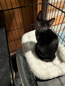 Rescue Domestic Short Hair Cats for Adoption in Danville, Vermont - Alvin | PetCurious