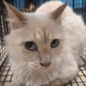 Yasmine -  Domestic Long Hair Cat for Adoption in Lufkin, Texas - Yasmine | PetCurious