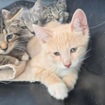 Simon -  Domestic Short Hair Cat Available for Adoption in Melrose, Florida - Simon | PetCurious