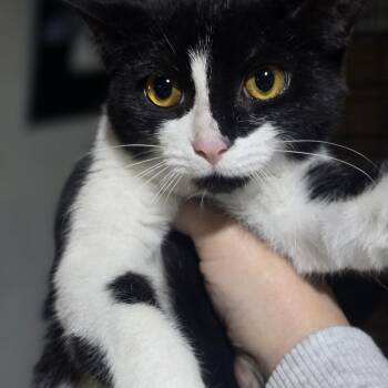 "JADIS " The white queen -  Domestic Short Hair Cat for Adoption in Elizabeth, Pennsylvania - "JADIS " The White Queen | PetCurious