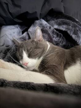 Domestic Short Hair Cats Available for Adoption - Samburgler | PetCurious