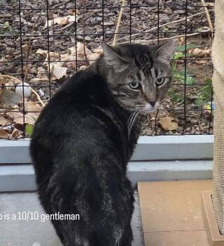 Mr. Pibbs -  Domestic Short Hair Cat for Adoption in Albuquerque, New Mexico - Mr. Pibbs | PetCurious