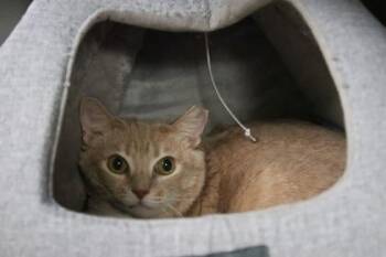 Domestic Short Hair Cats Available for Adoption in Brunswick, Georgia - Growsley | PetCurious