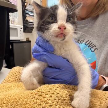 Lorax -  Domestic Short Hair Cat for Adoption in Chattanooga, Tennessee - Lorax | PetCurious
