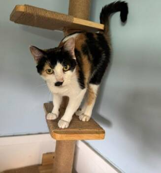 REIGN -  Calico Cat for Adoption in Lynn Haven, Florida - REIGN | PetCurious