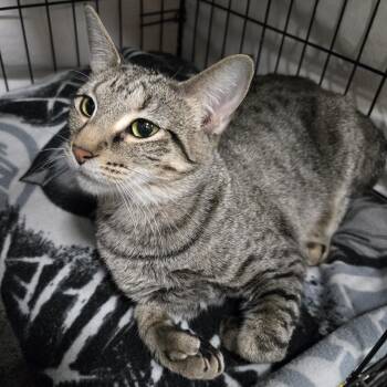 Rescue Domestic Short Hair Cats for Adoption in Mokena, Illinois - Sweet Tea | PetCurious